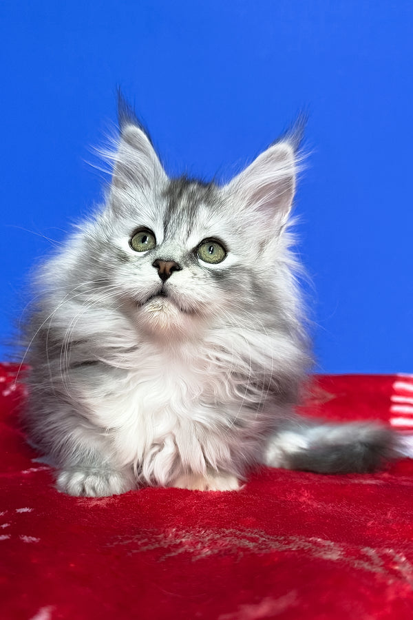 Denisa | Maine Coon Kitten