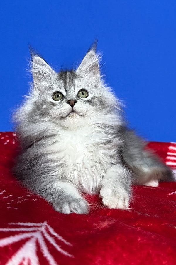 Denisa | Maine Coon Kitten