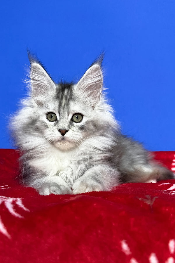 Denisa | Maine Coon Kitten