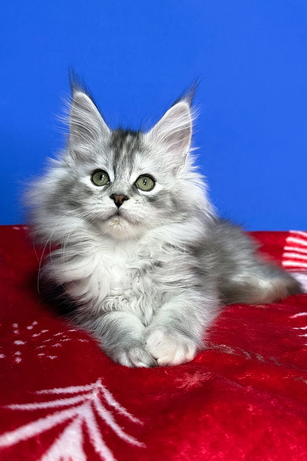 Denisa | Maine Coon Kitten