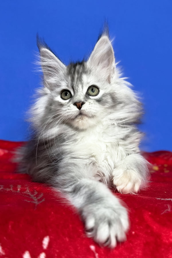 Denisa | Maine Coon Kitten