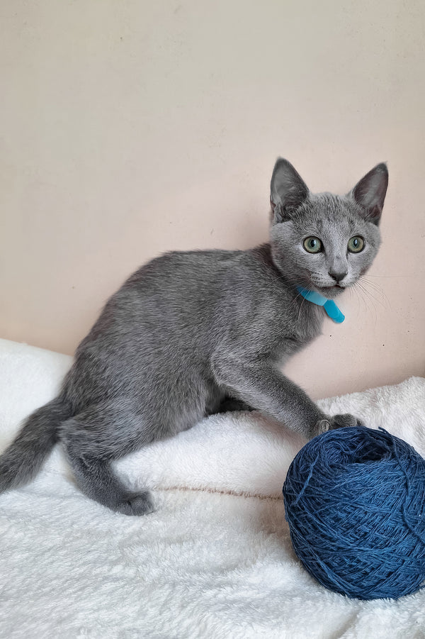 Denver | Russian Blue Kitten