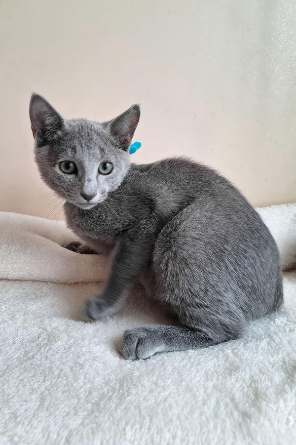 Denver | Russian Blue Kitten