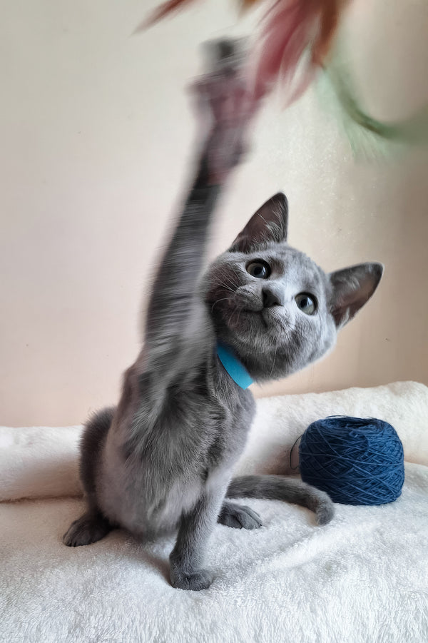 Denver | Russian Blue Kitten