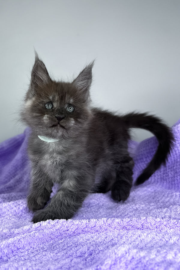 Derek | Maine Coon Kitten