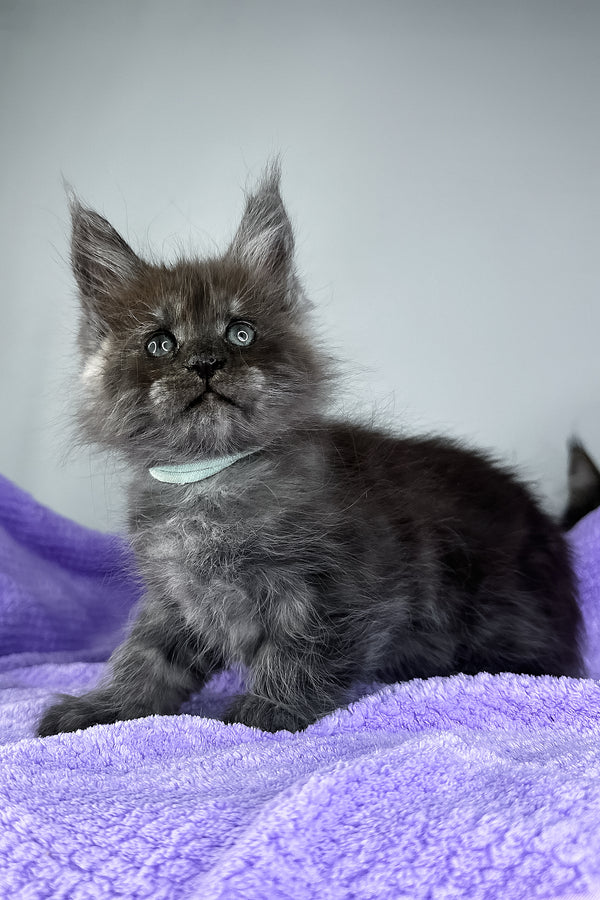Derek | Maine Coon Kitten