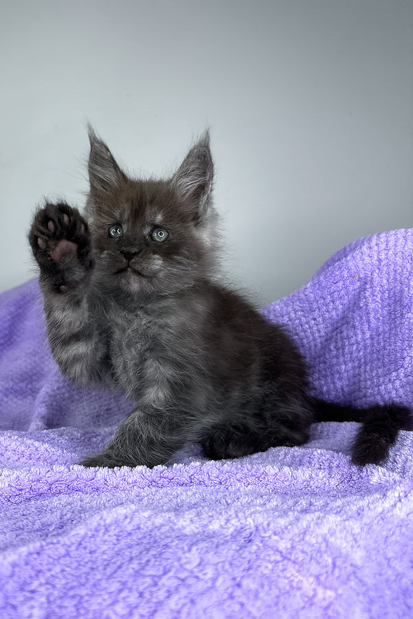 Derek | Maine Coon Kitten