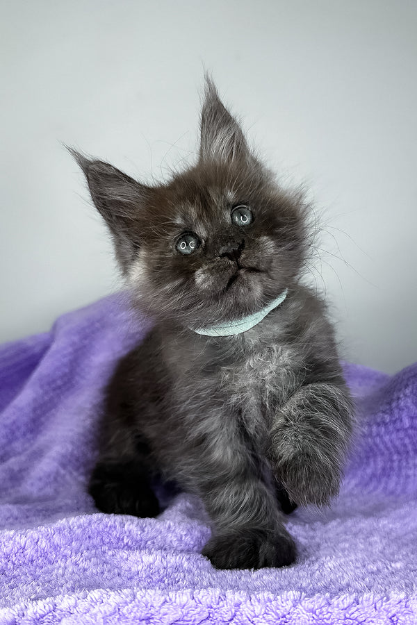 Derek | Maine Coon Kitten