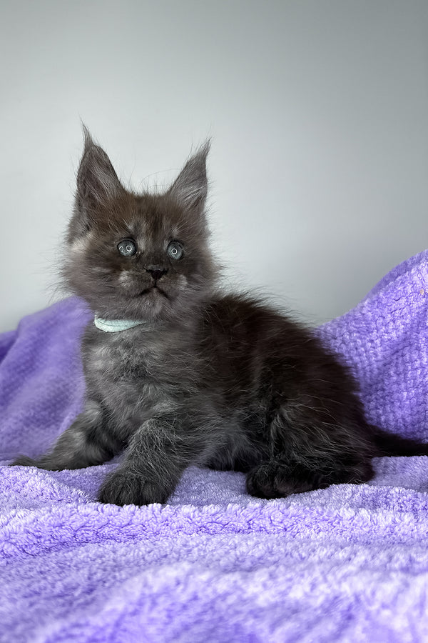 Derek | Maine Coon Kitten