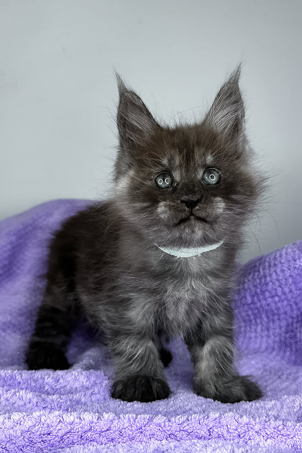 Derek | Maine Coon Kitten