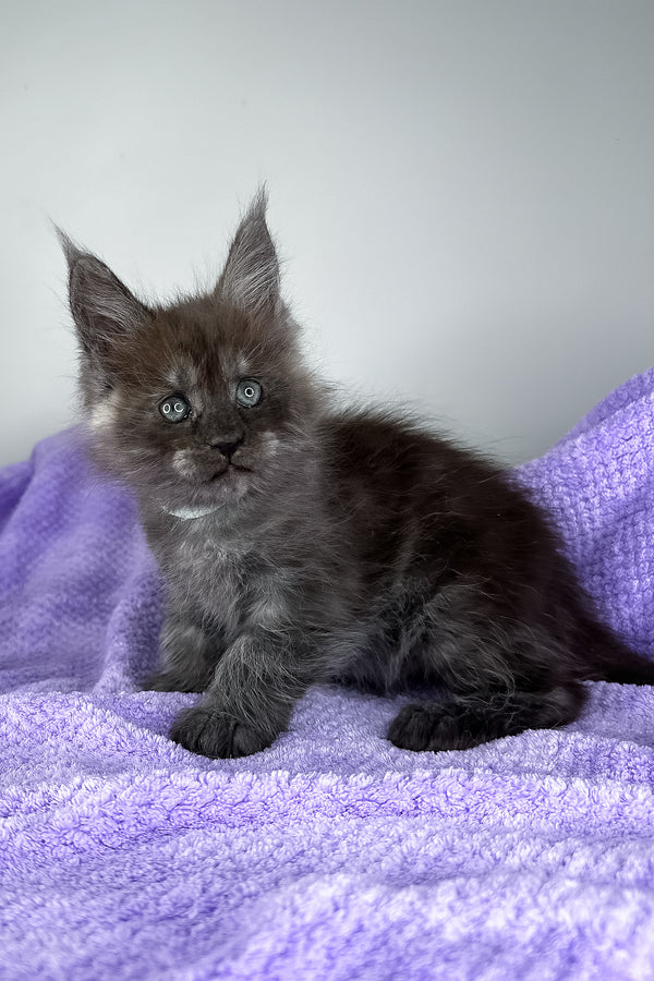 Derek | Maine Coon Kitten