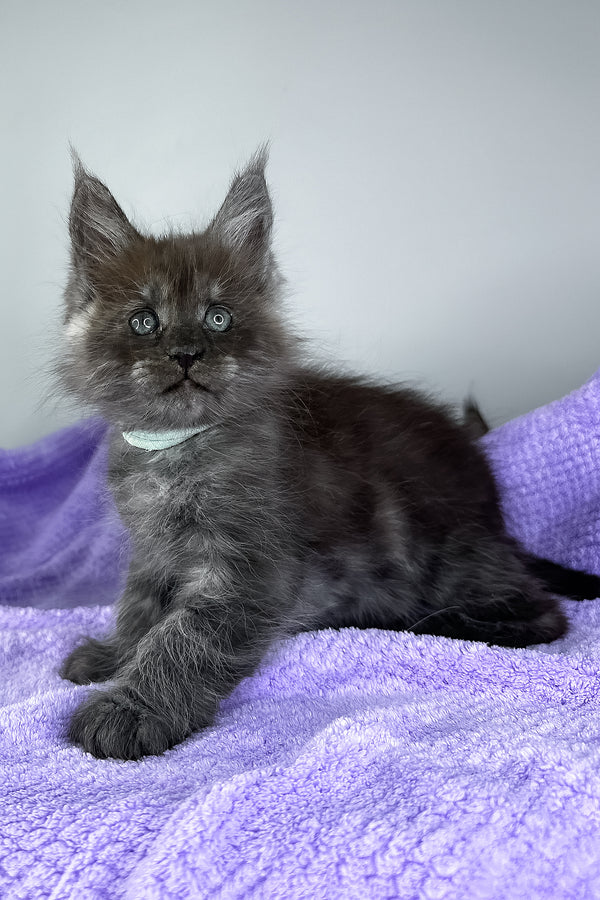 Derek | Maine Coon Kitten