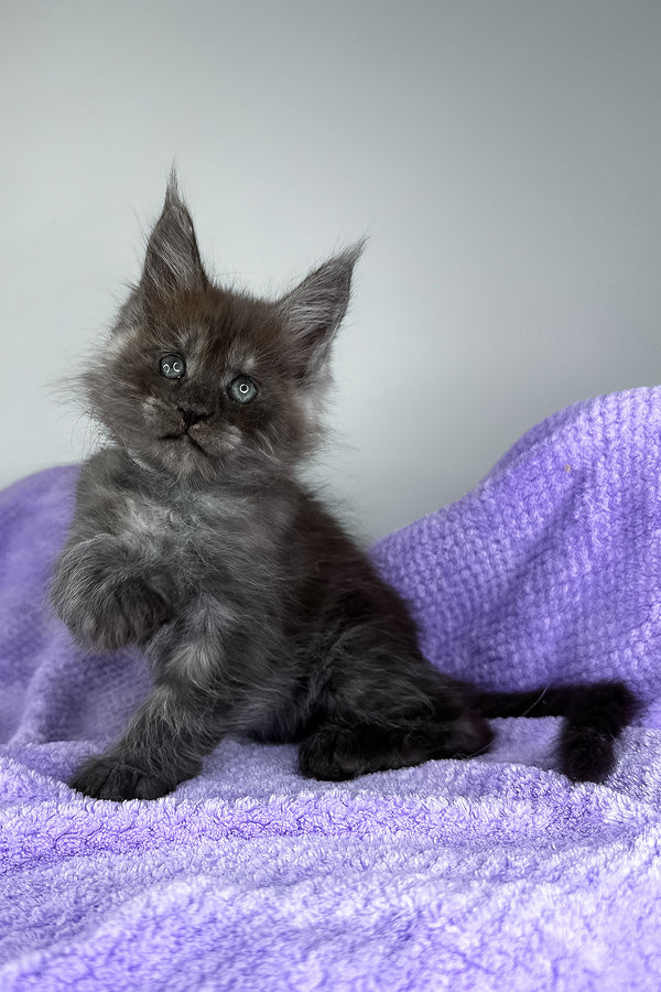 Derek | Maine Coon Kitten