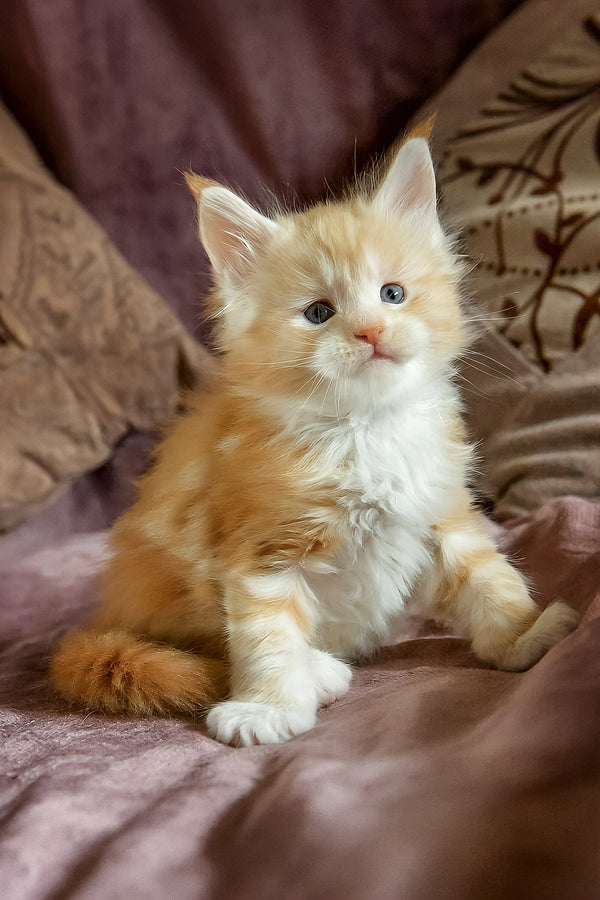 Dexter | Maine Coon Kitten