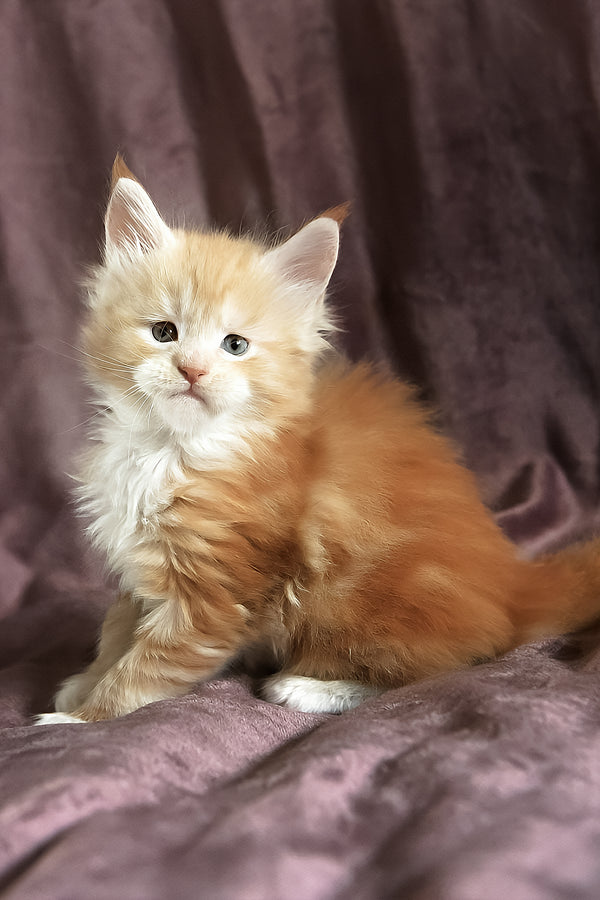 Dexter | Maine Coon Kitten