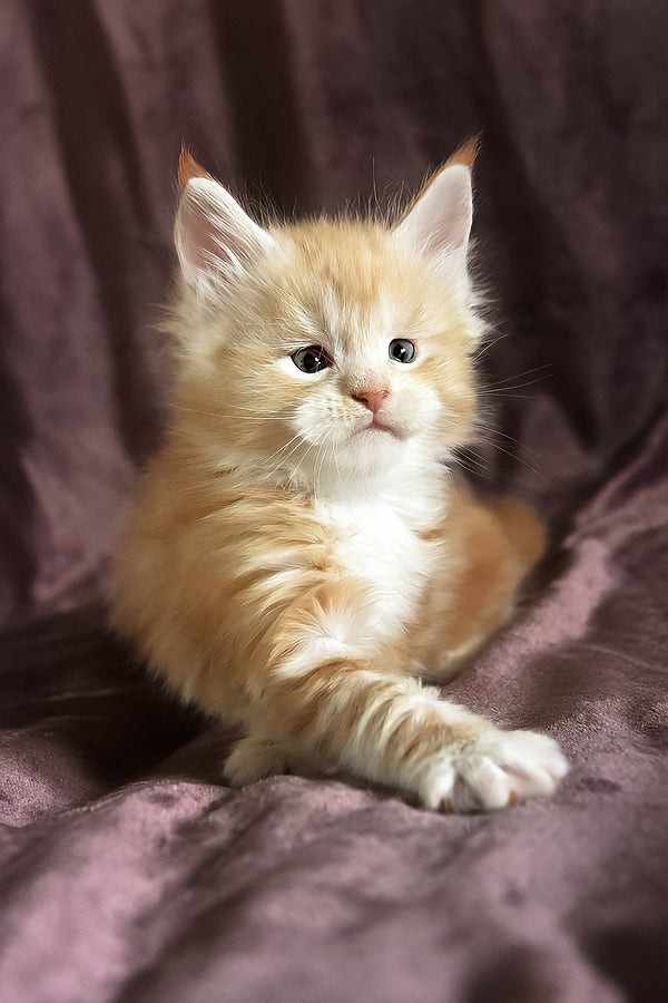 Dexter | Maine Coon Kitten