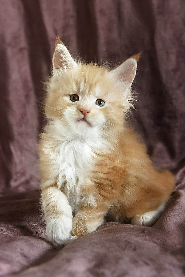 Dexter | Maine Coon Kitten