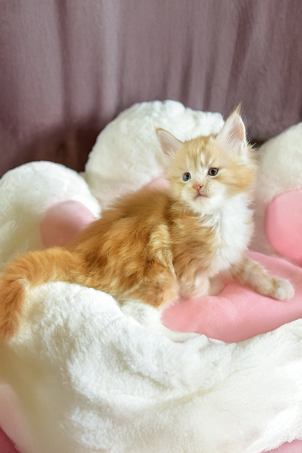Dexter | Maine Coon Kitten