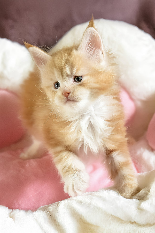 Dexter | Maine Coon Kitten