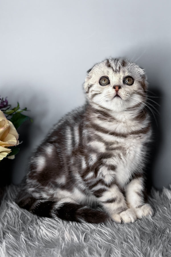 Diamond | Scottish Fold Kitten