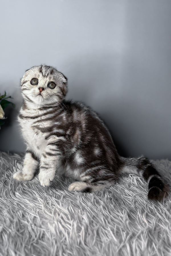 Diamond | Scottish Fold Kitten