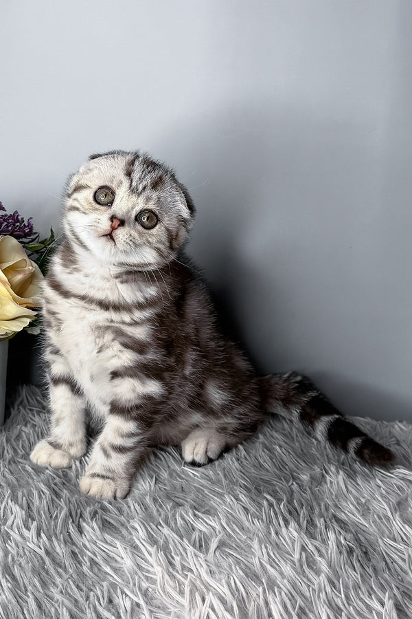 Diamond | Scottish Fold Kitten