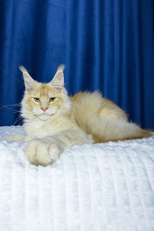 Diamond | Maine Coon Kitten