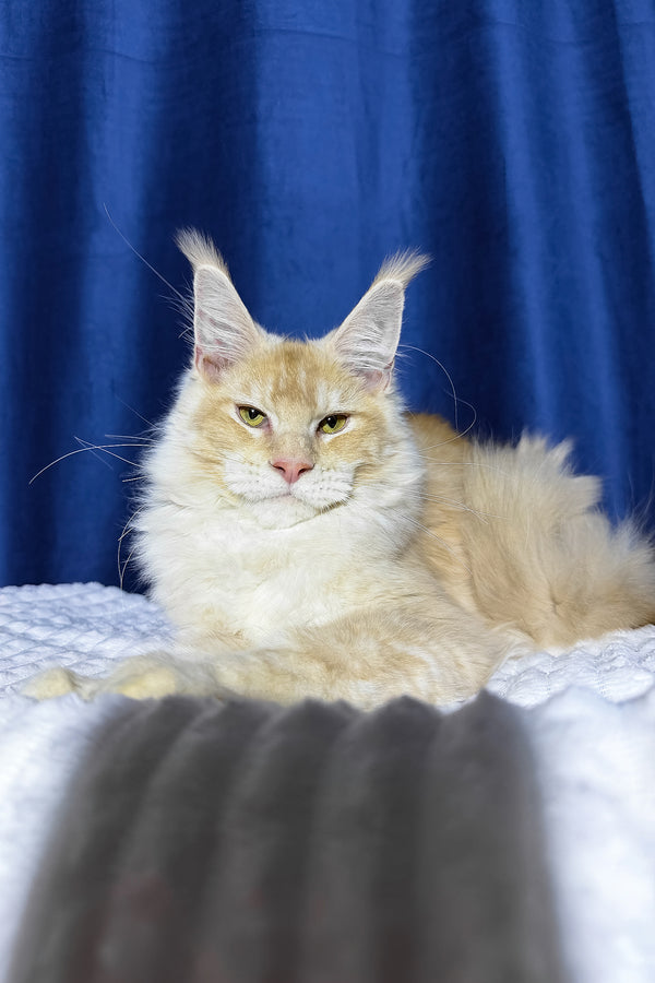 Diamond | Maine Coon Kitten