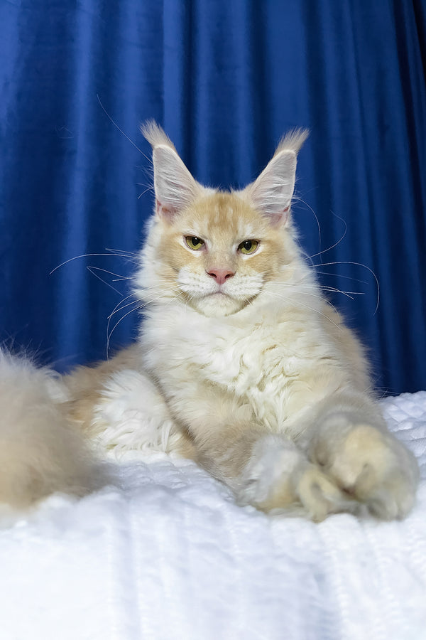 Diamond | Maine Coon Kitten