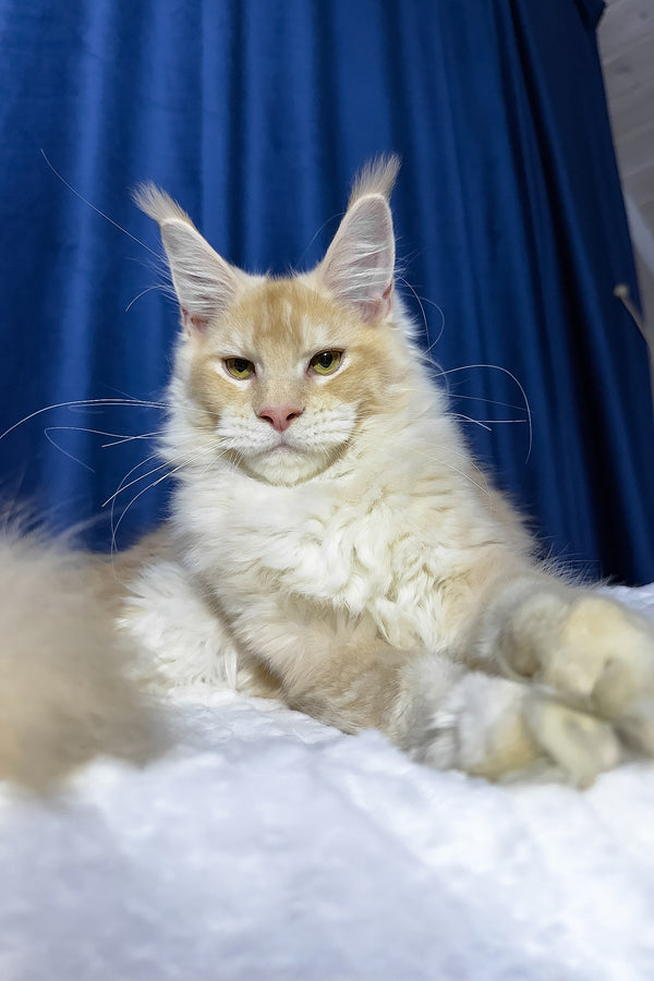Diamond | Maine Coon Kitten