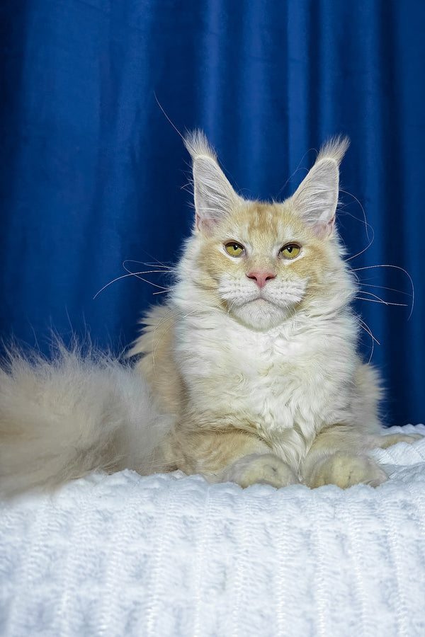 Diamond | Maine Coon Kitten