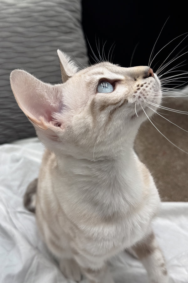 Diamond | Bengal Kitten