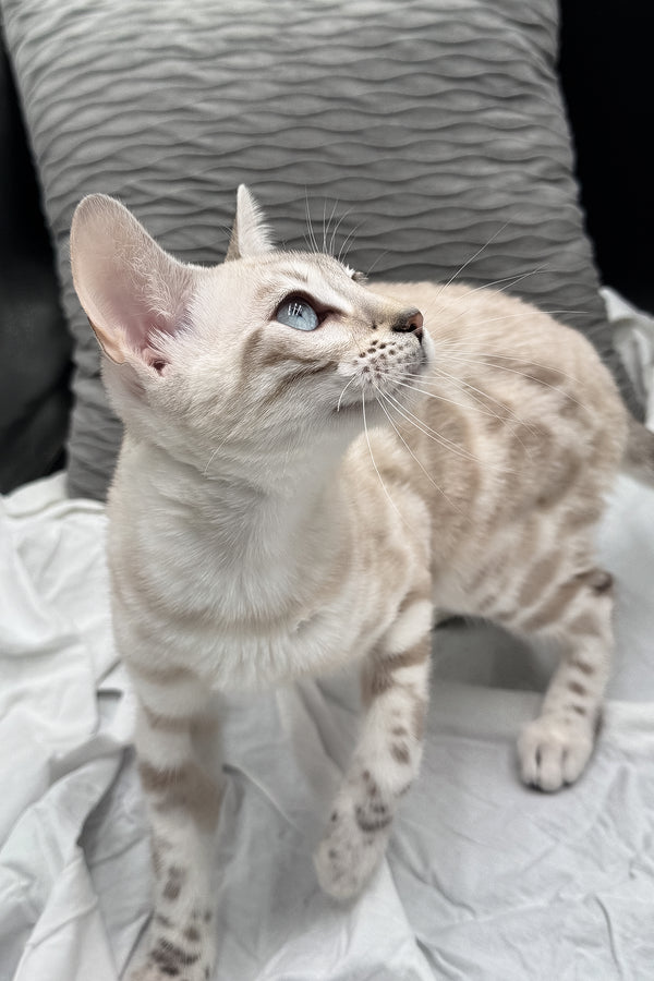 Diamond | Bengal Kitten