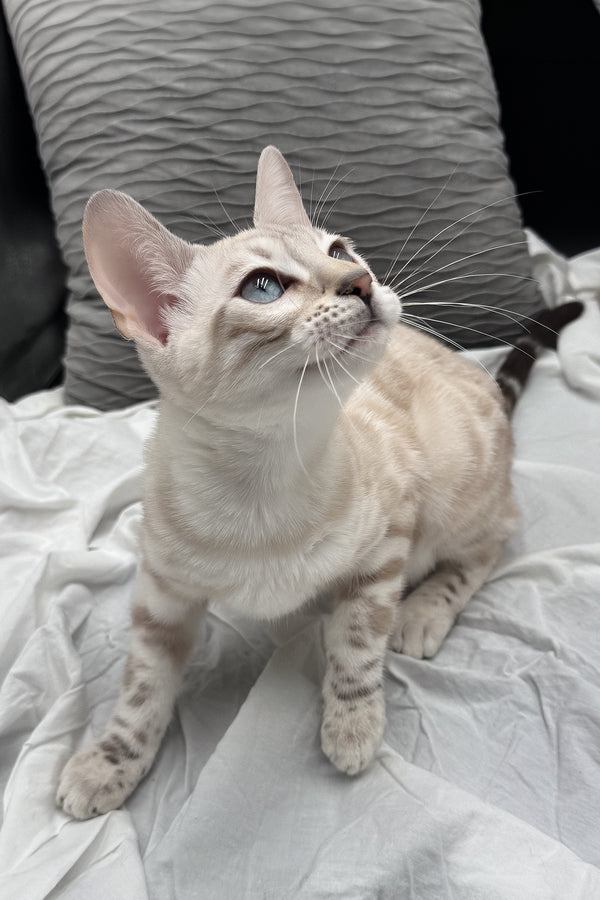 Diamond | Bengal Kitten