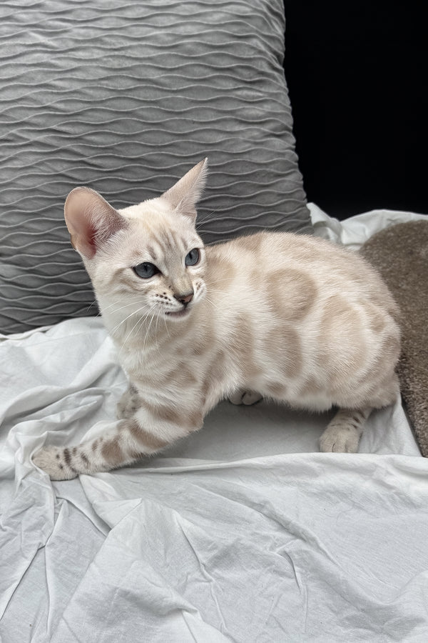 Diamond | Bengal Kitten