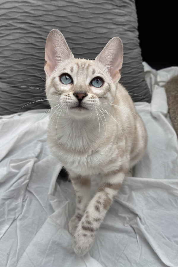 Diamond | Bengal Kitten