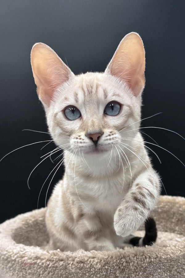 Diamond | Bengal Kitten