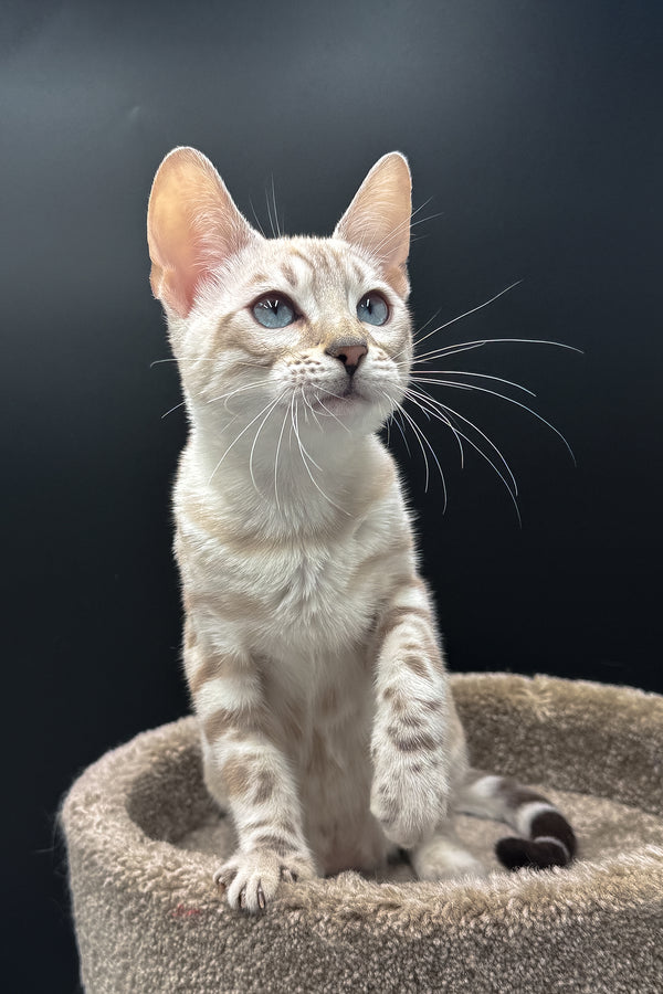 Diamond | Bengal Kitten