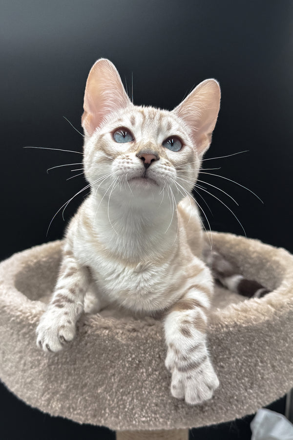 Diamond | Bengal Kitten