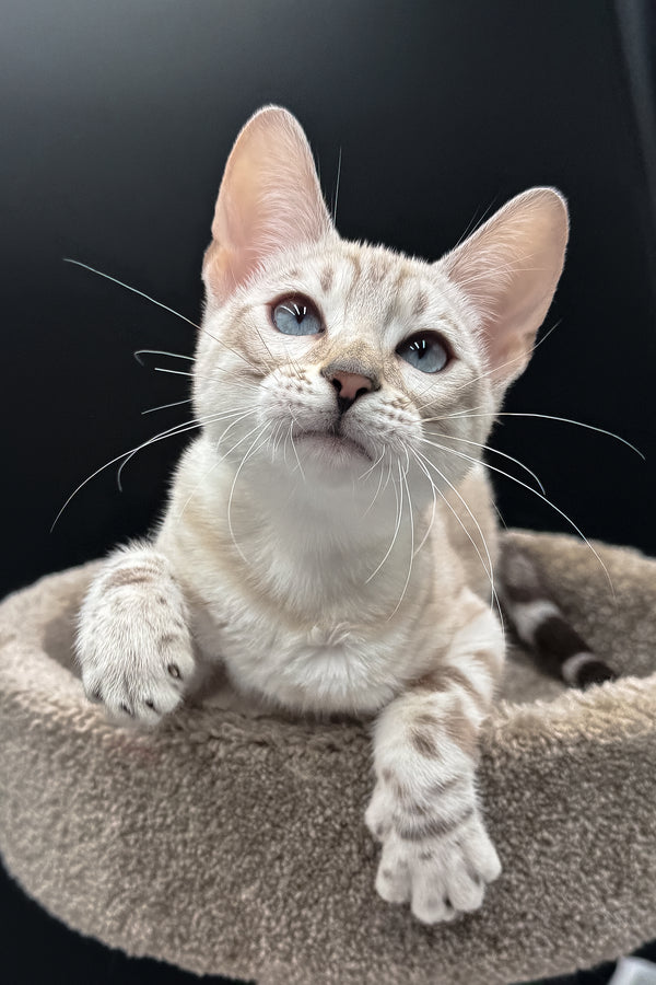 Diamond | Bengal Kitten
