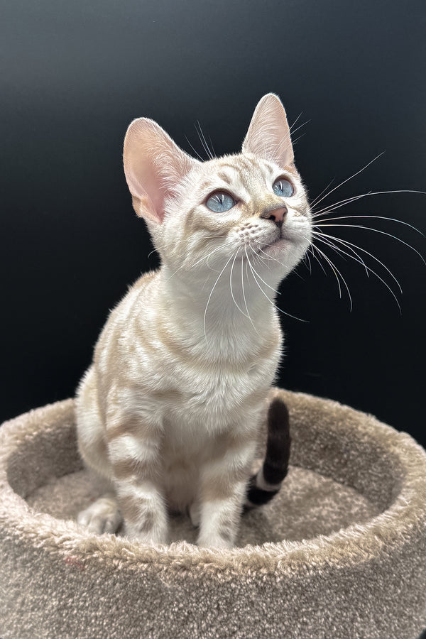 Diamond | Bengal Kitten