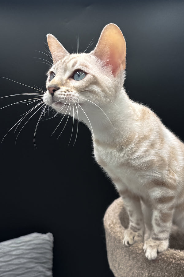 Diamond | Bengal Kitten