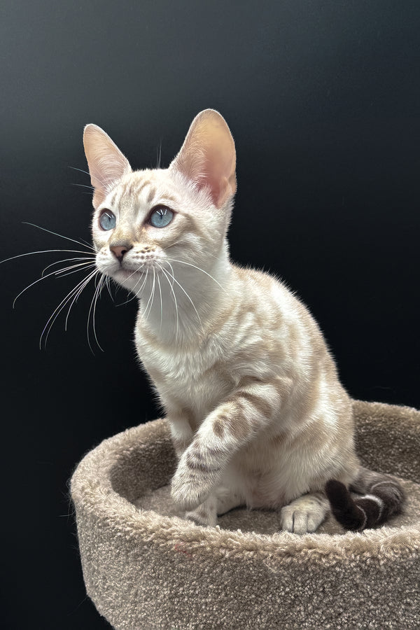 Diamond | Bengal Kitten