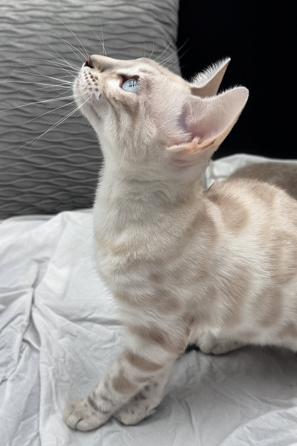 Diamond | Bengal Kitten