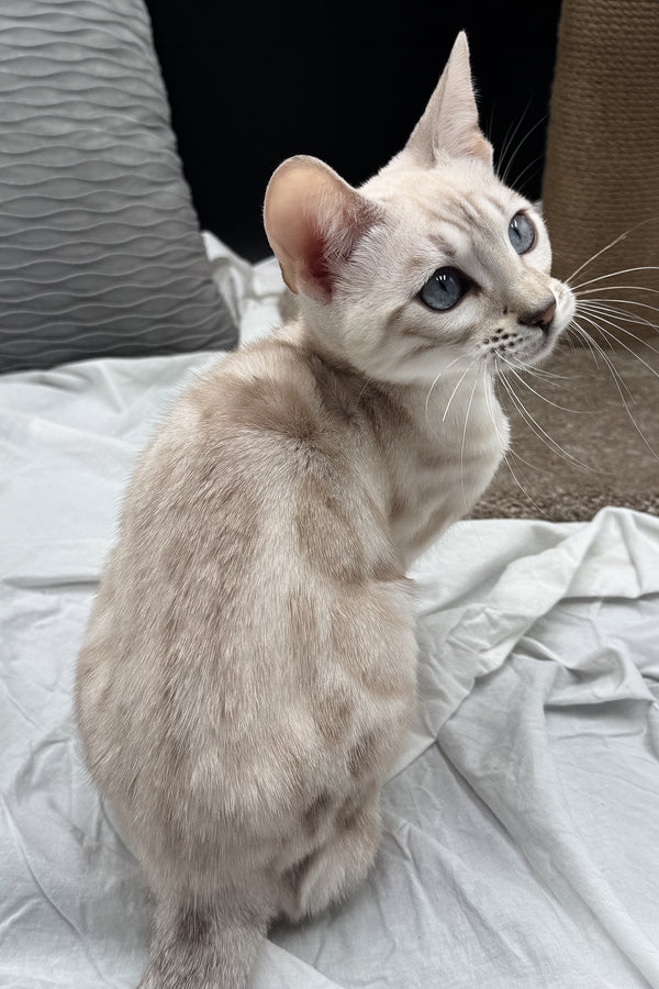 Diamond | Bengal Kitten