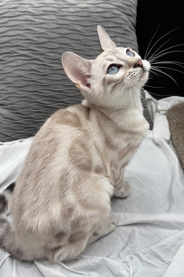 Diamond | Bengal Kitten