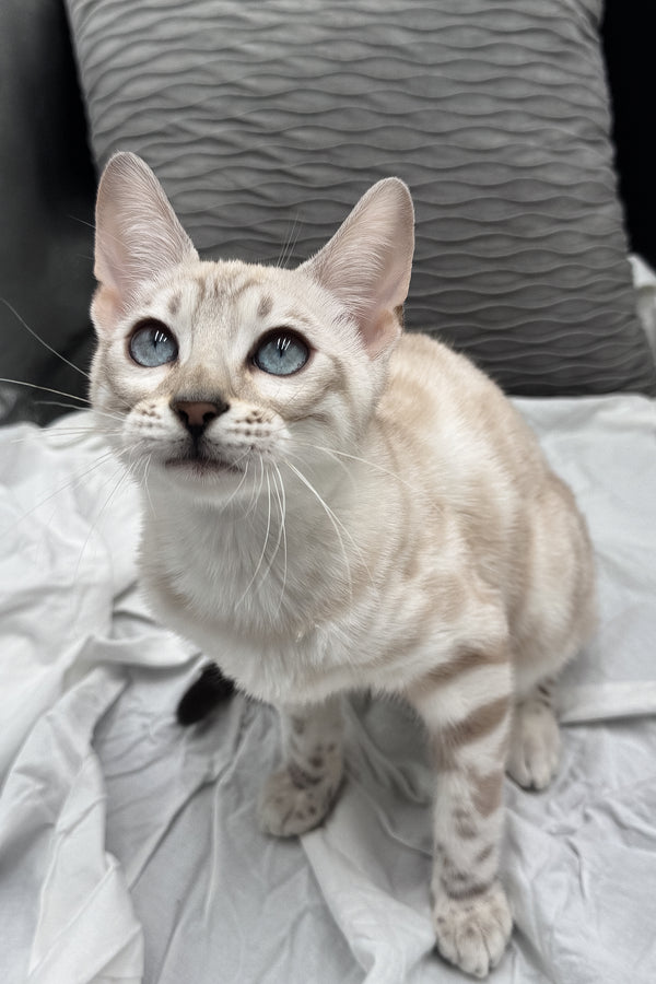 Diamond | Bengal Kitten
