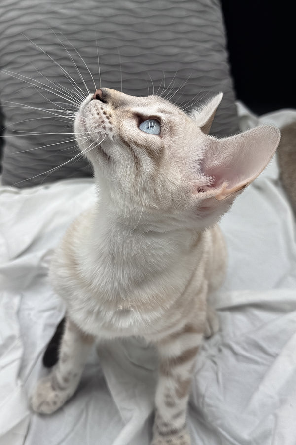 Diamond | Bengal Kitten
