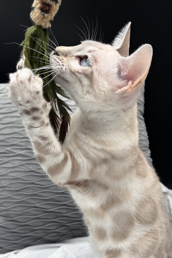 Diamond | Bengal Kitten