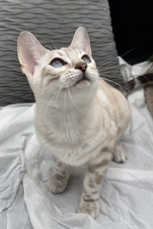 Diamond | Bengal Kitten